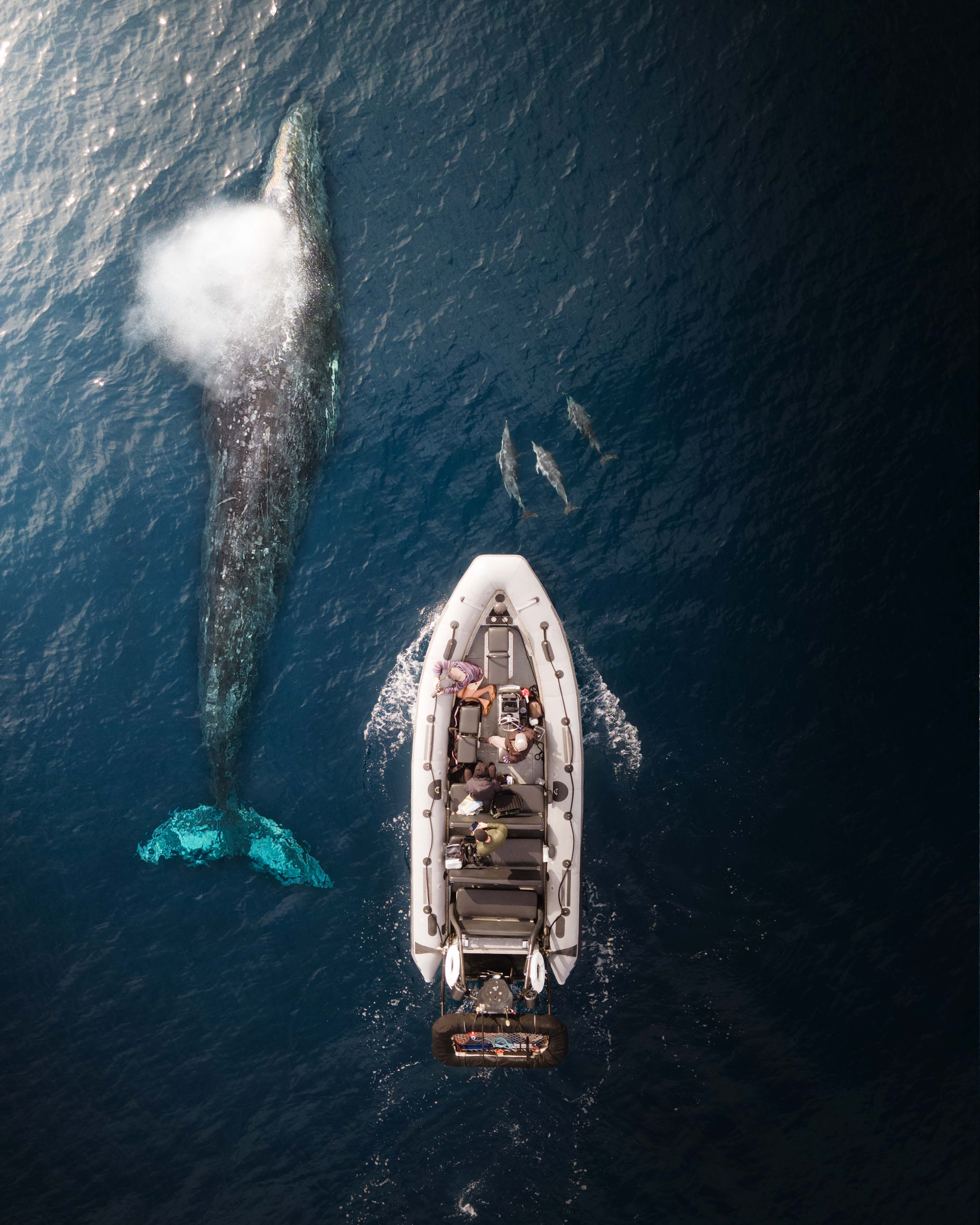 Adventure Whale Watching