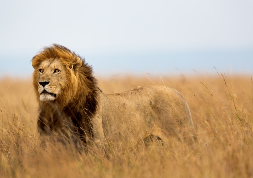 Wild Billy Africa Tours
