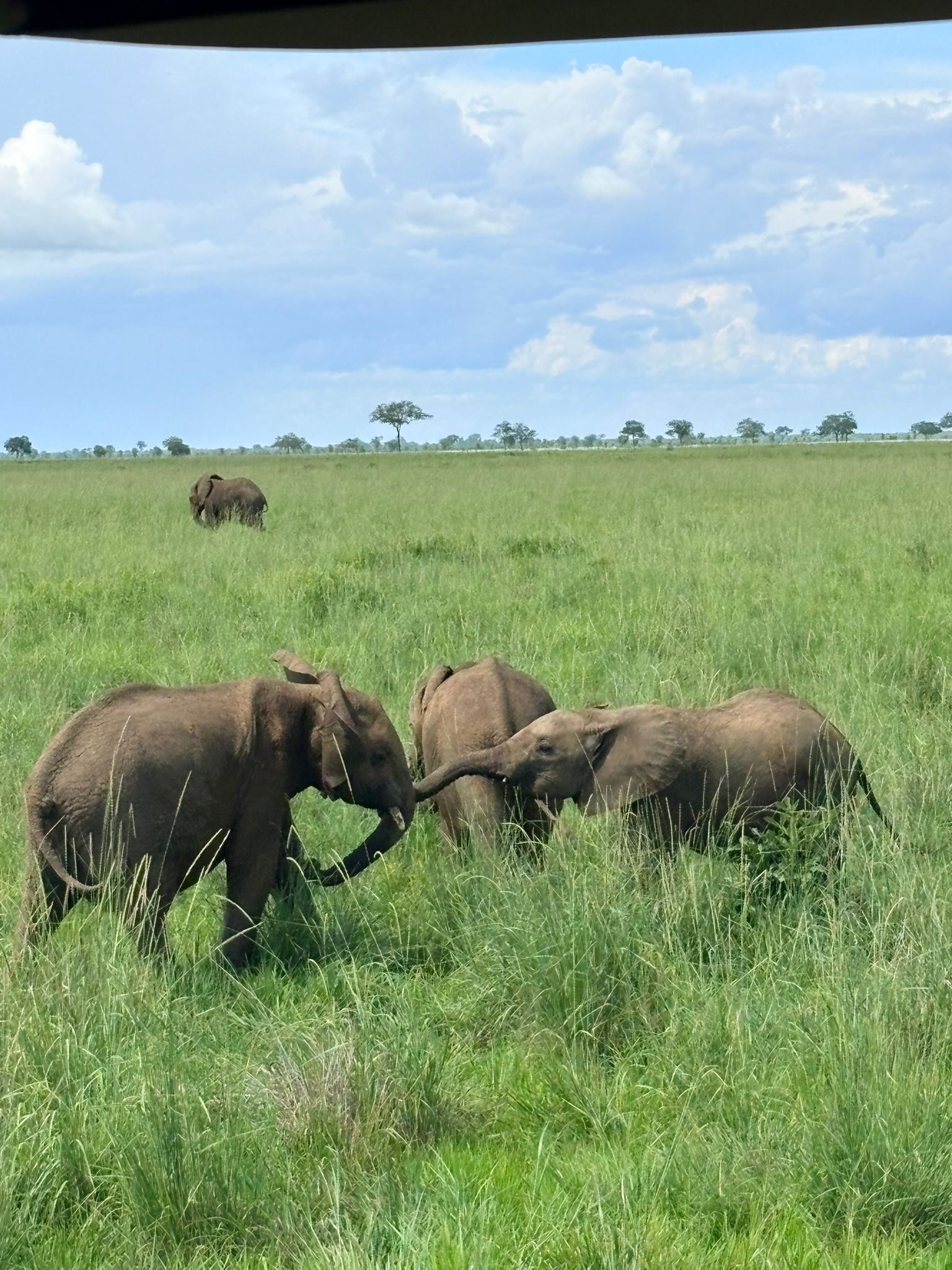 Safari Mikumi 3 Days 2 Nights