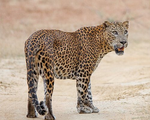 Vinu safari yala Tissamaharama