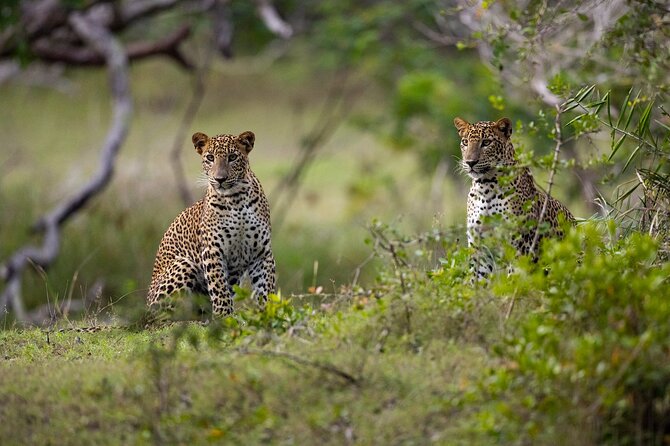 Vinu safari yala Tissamaharama