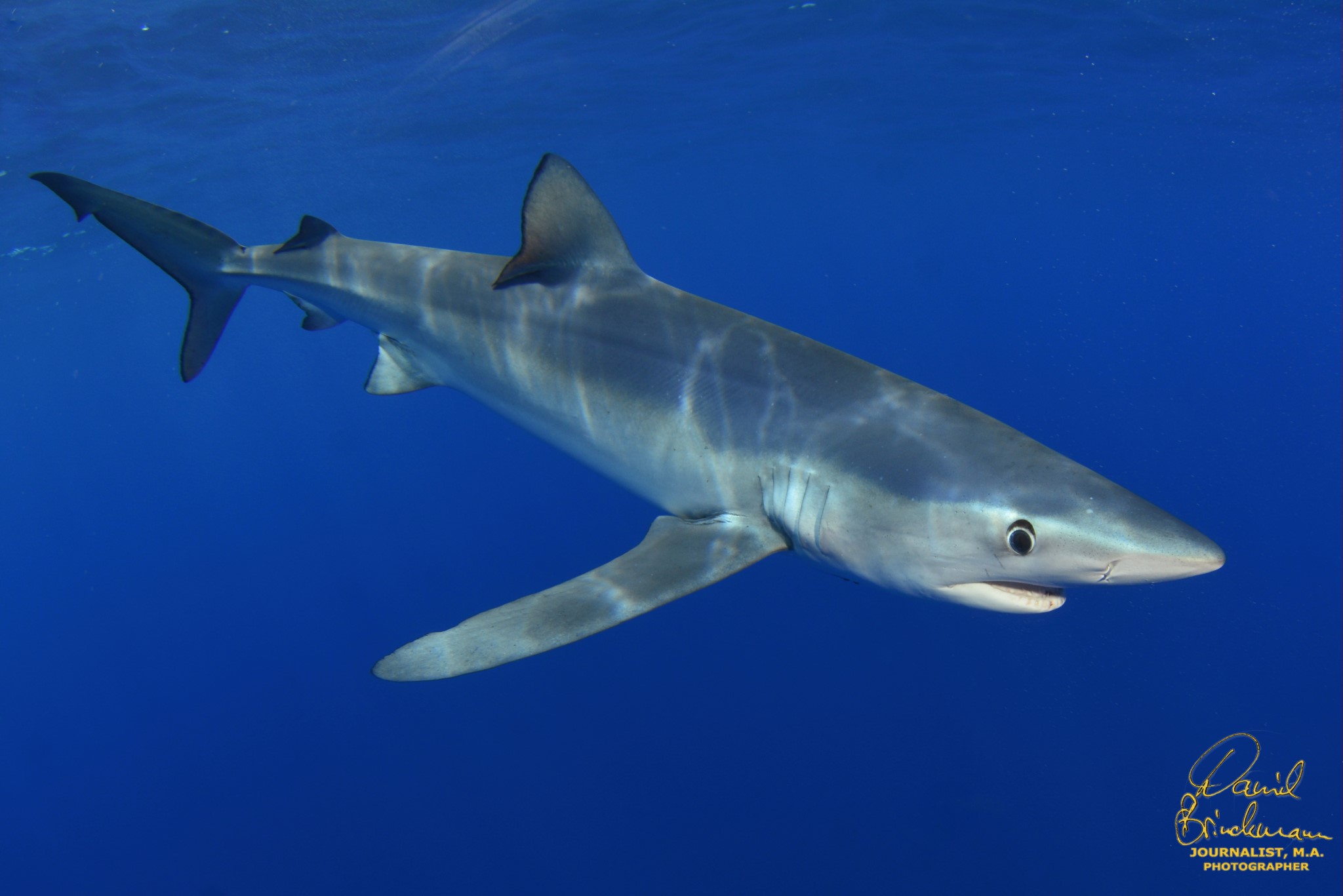 Go Shark