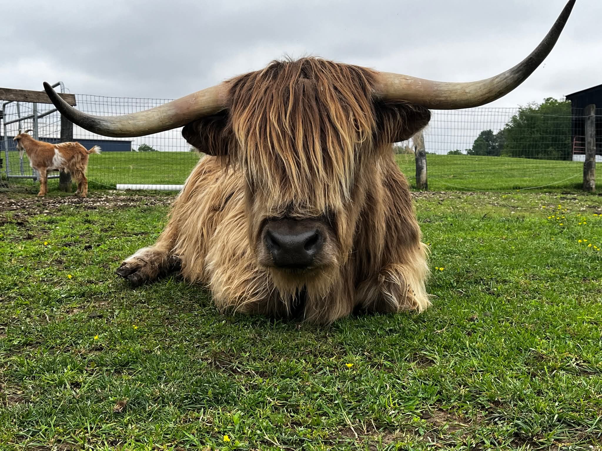 Whispering Dandelion Farm