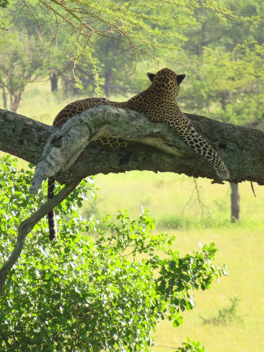 THE TROOPS ADVENTURES SAFARIS