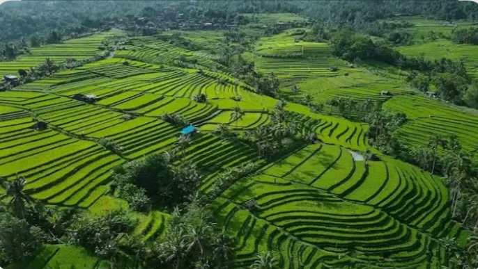 M Tour & Travel Bali