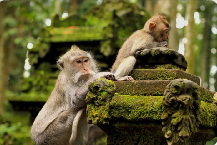 M Tour & Travel Bali