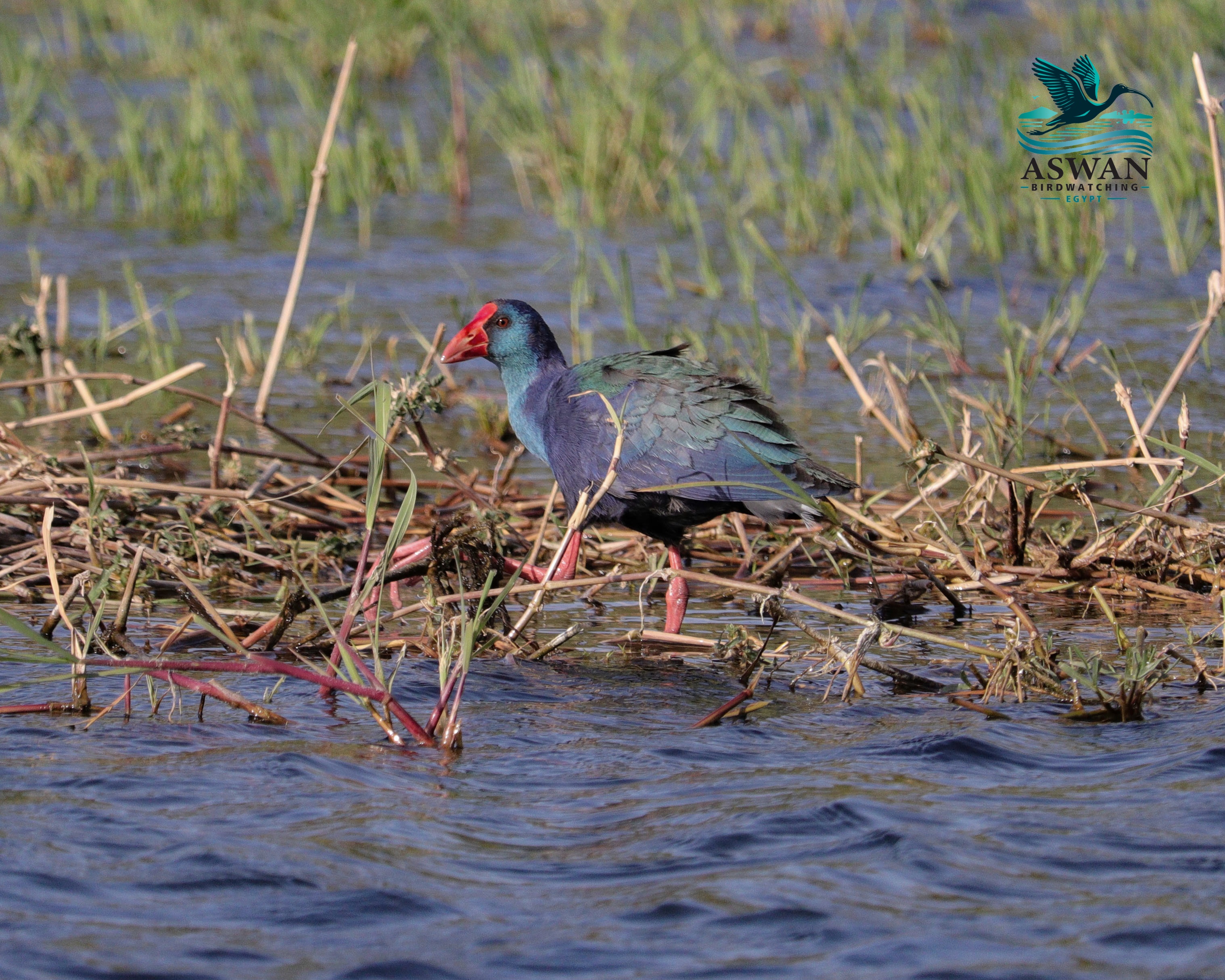 Aswan Birdwatching