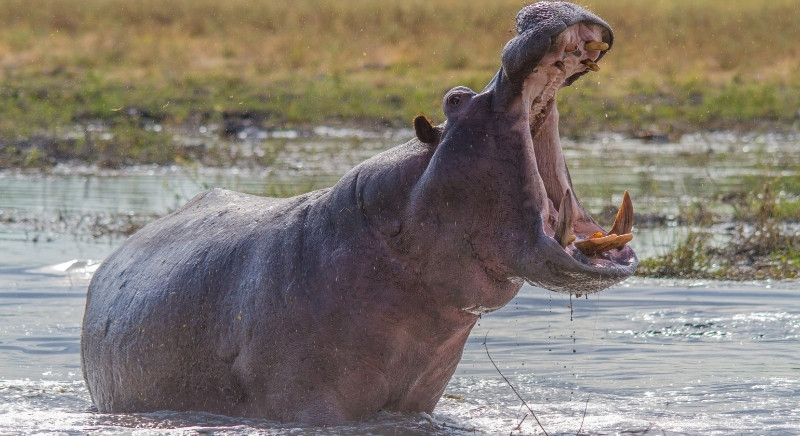 IML Travel & Consulting