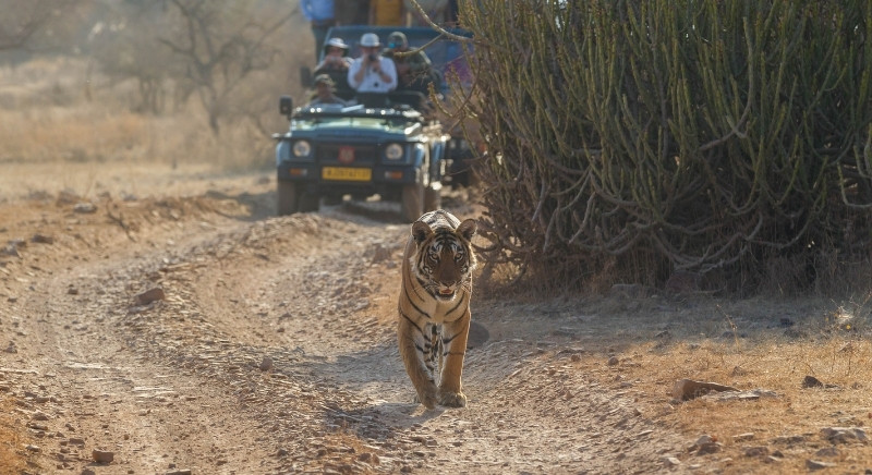 IML Travel & Consulting