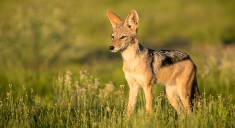 IML Travel & Consulting