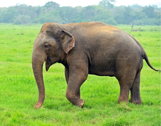 IML Travel & Consulting