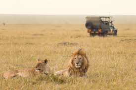 ZAZU SAFARI VENTURES LIMITED