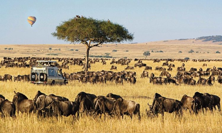 ZAZU SAFARI VENTURES LIMITED
