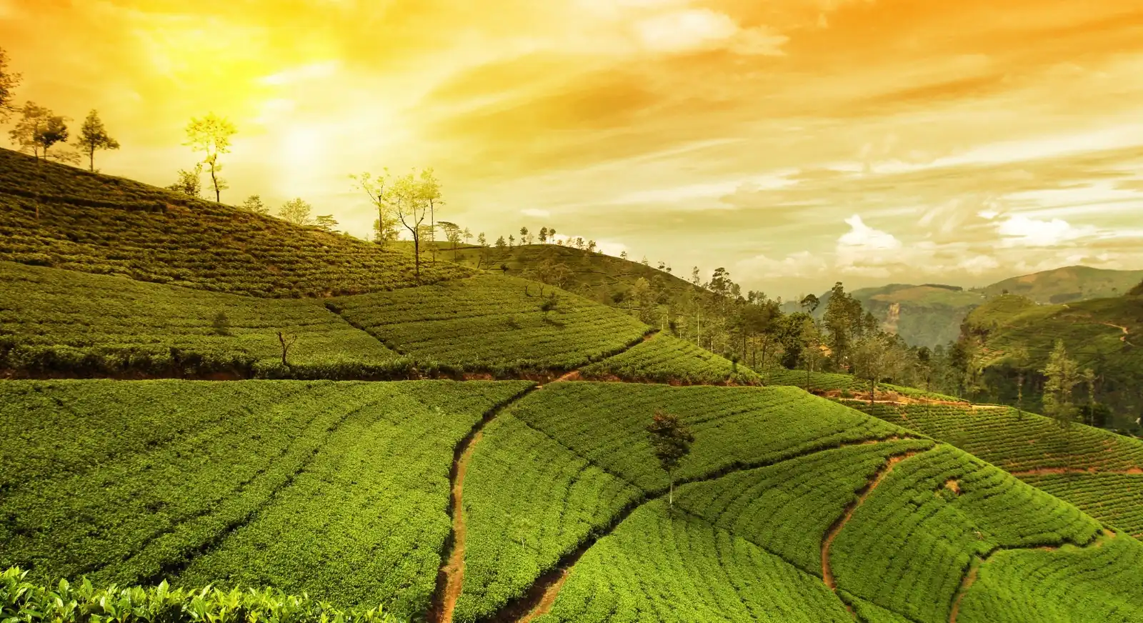 IML Travel & Consulting