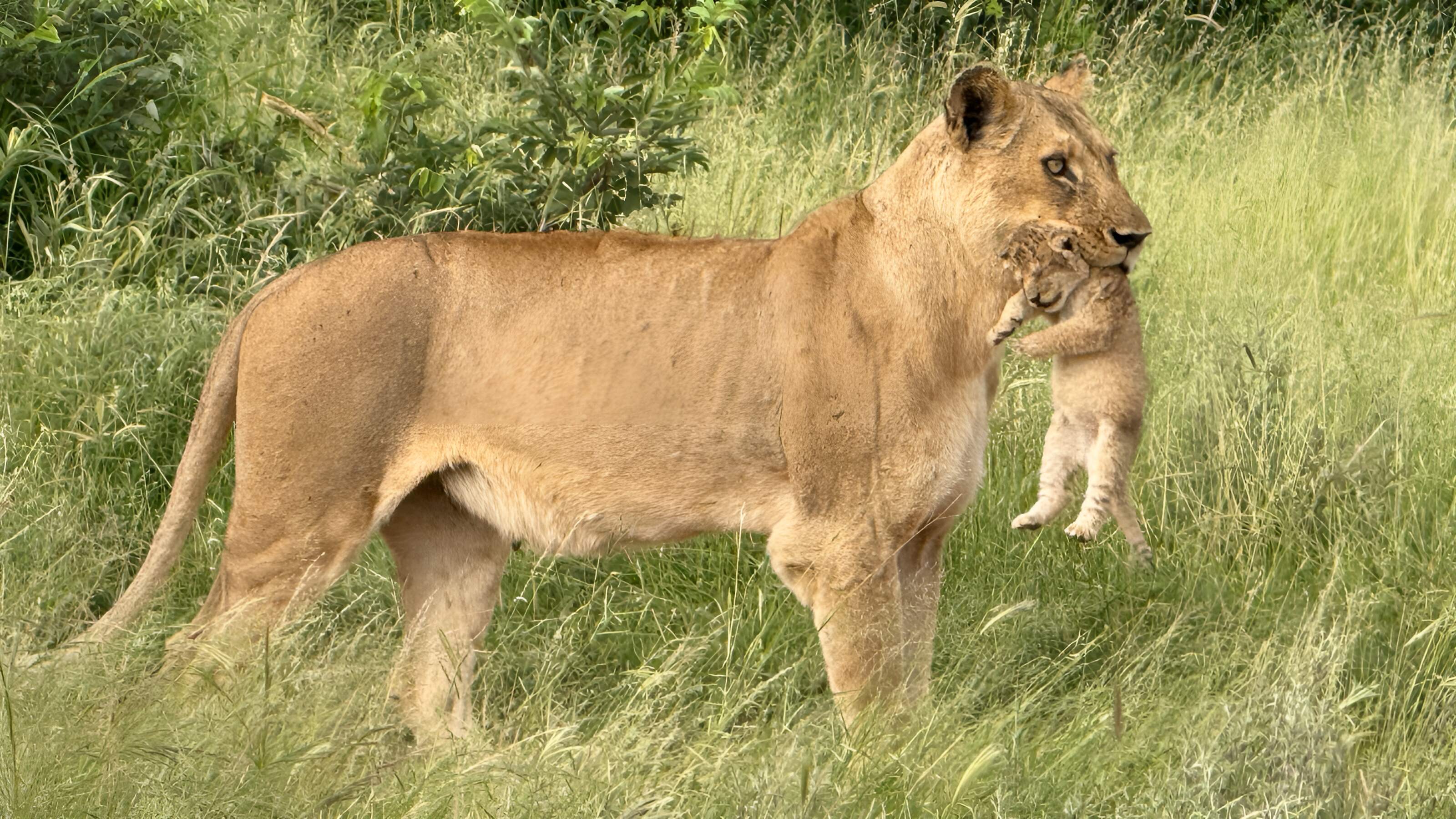 Fockema Tours South Africa