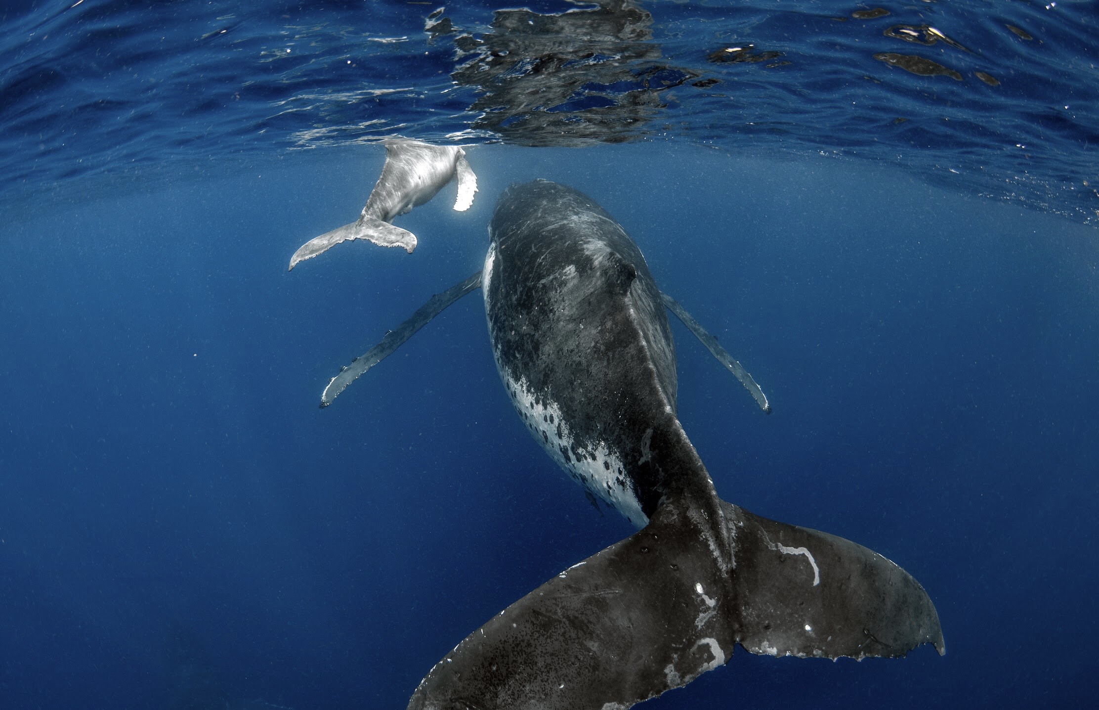 Explore Vava’u Whale Swim
