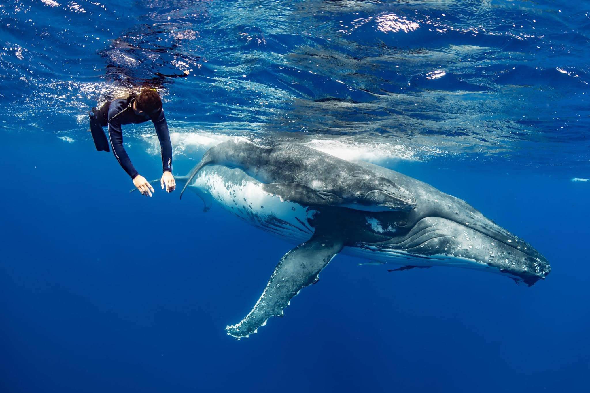 Explore Vava’u Whale Swim