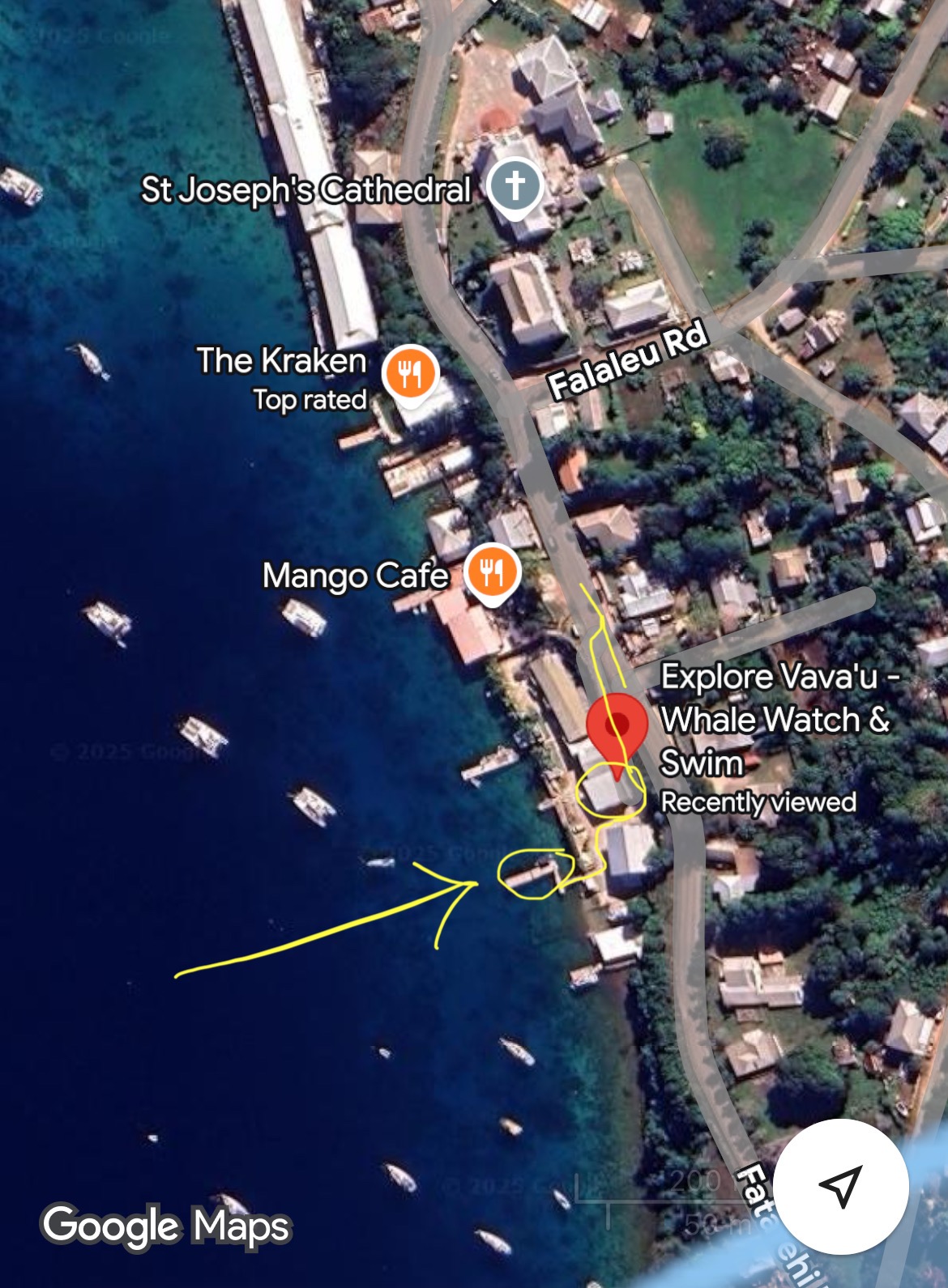 Explore Vava’u Whale Swim