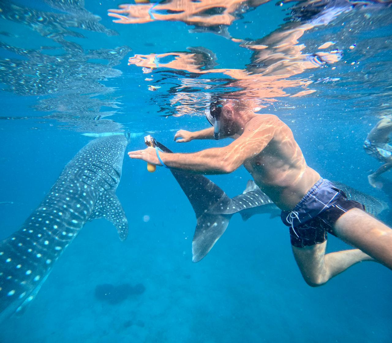 1derful Oslob Cebu Tours