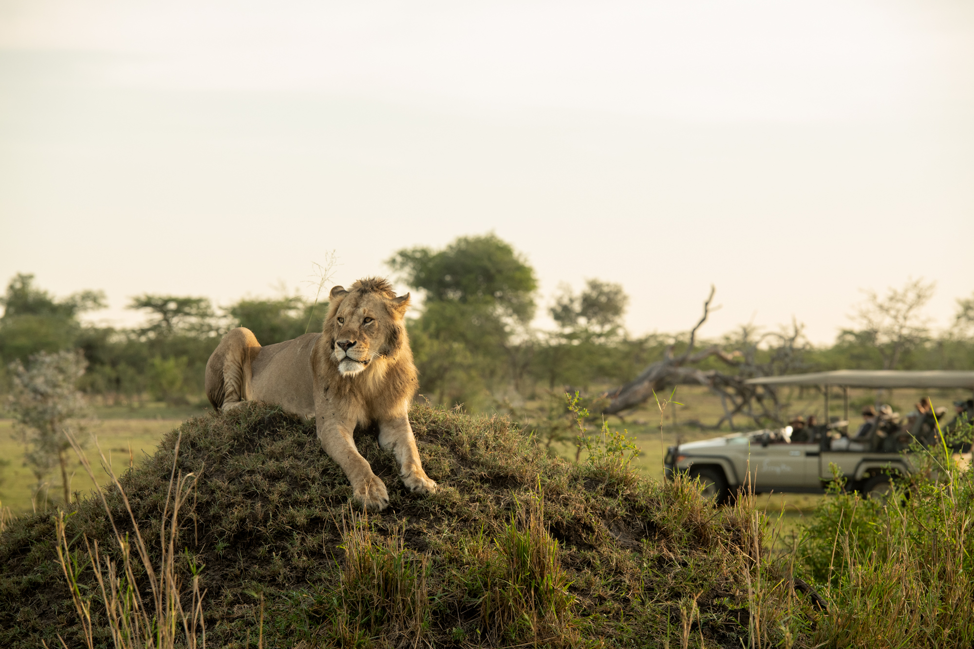 Savara Luxe Safari