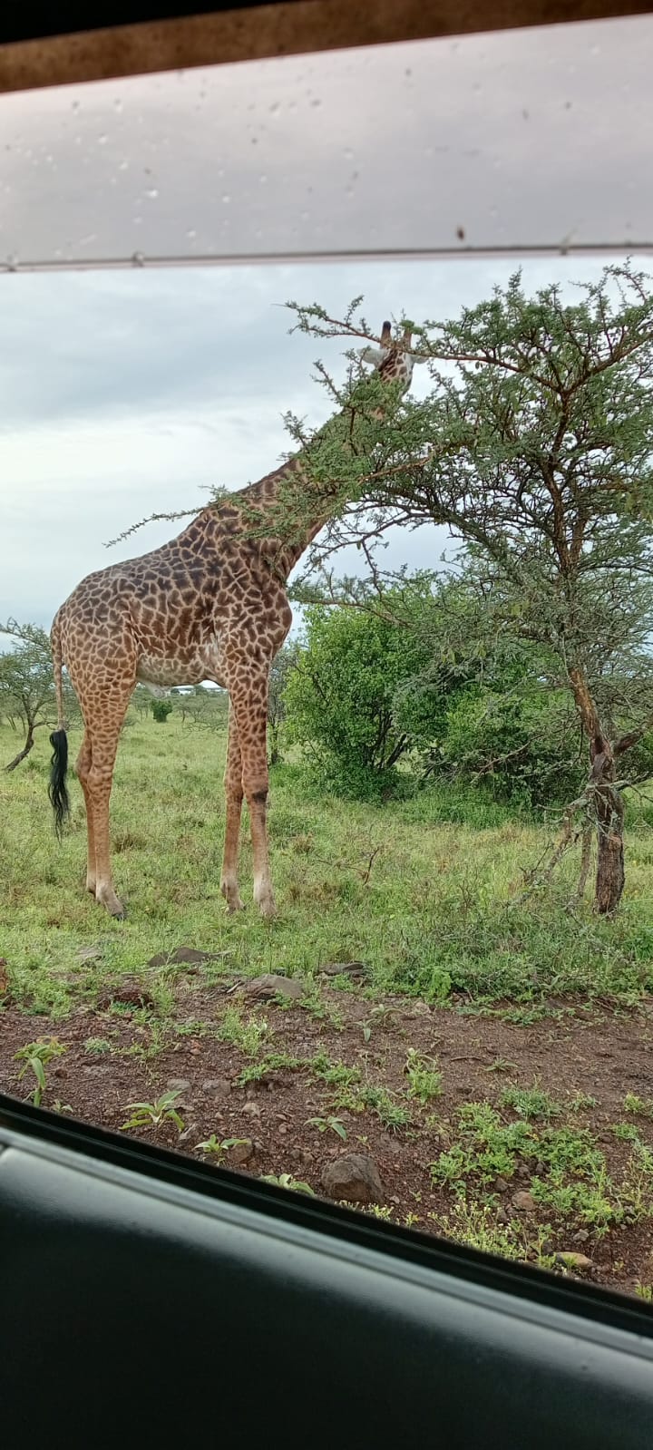 Global Cross Safaris