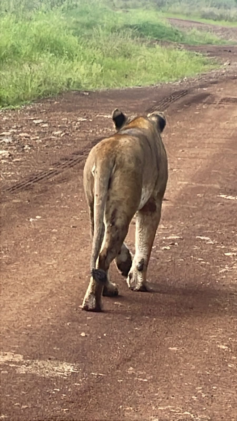 Global Cross Safaris