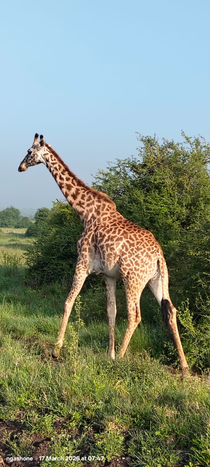 Global Cross Safaris