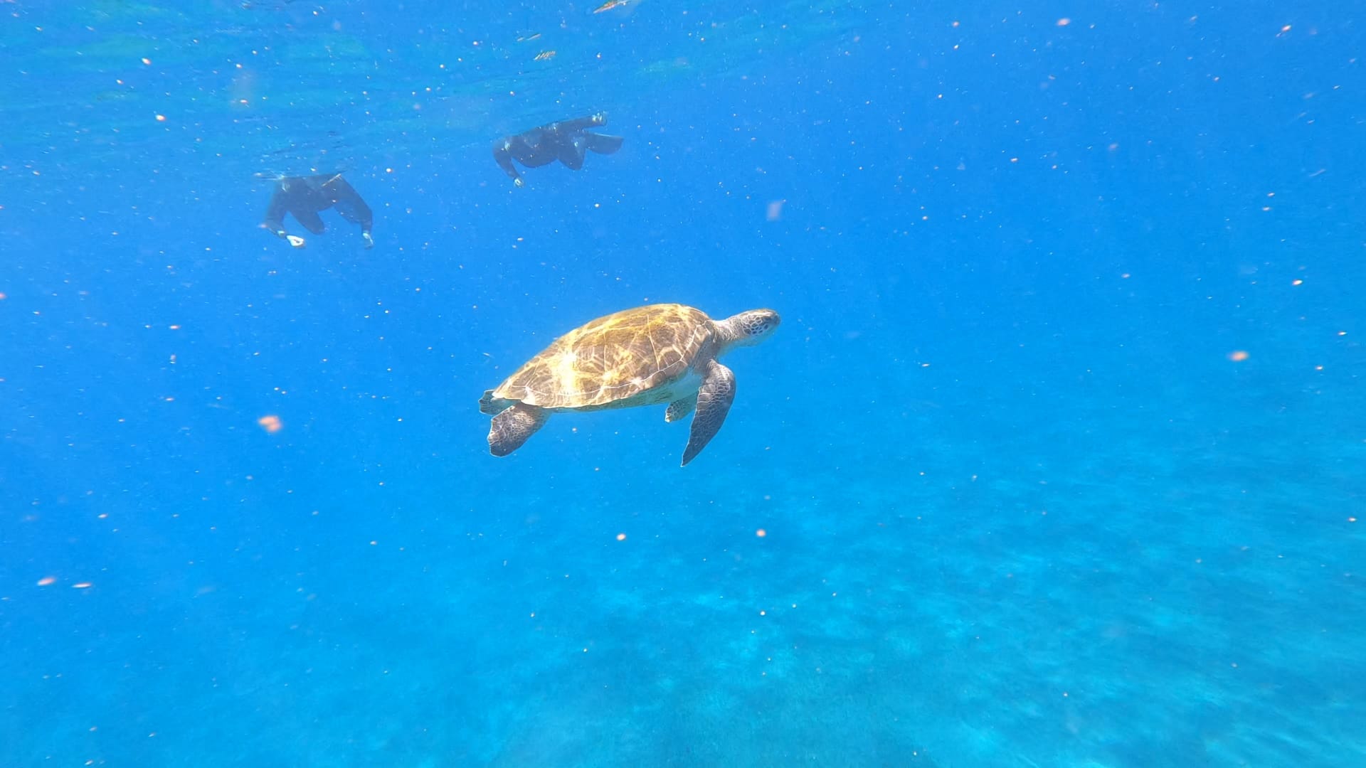 Snorkel Tenerife Excursions