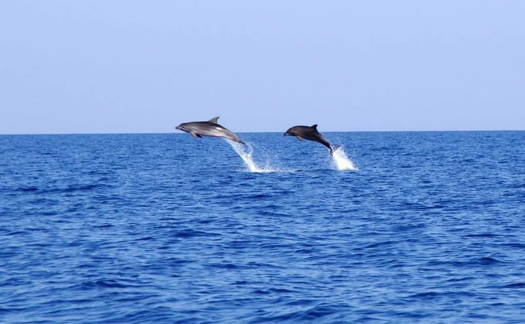 Tuna Tail boat trips