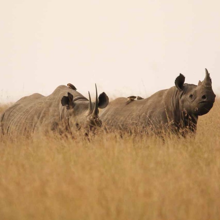 Chaz Tours and Travel