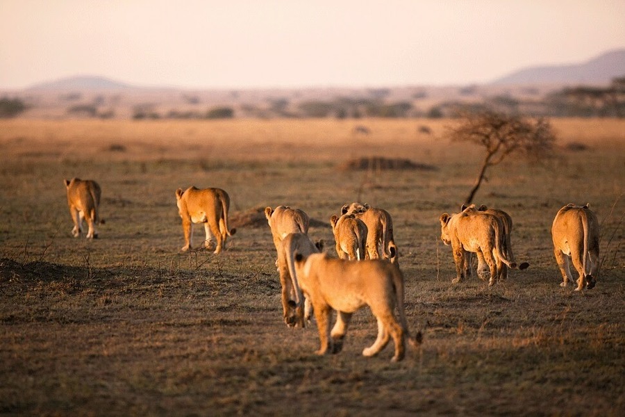 4DaysNgorongoro Crater safari