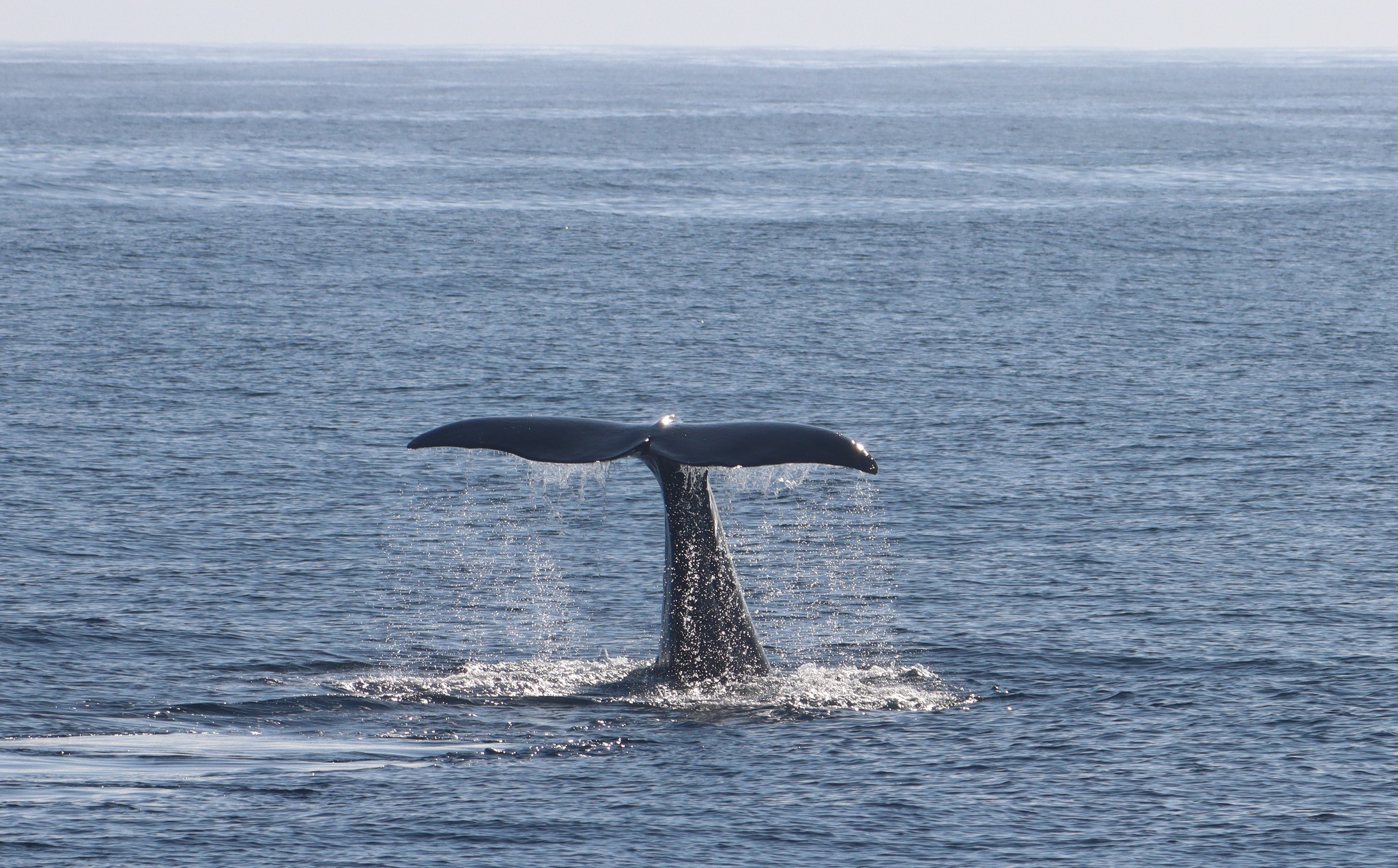 Whale Safari – Andenes Norway