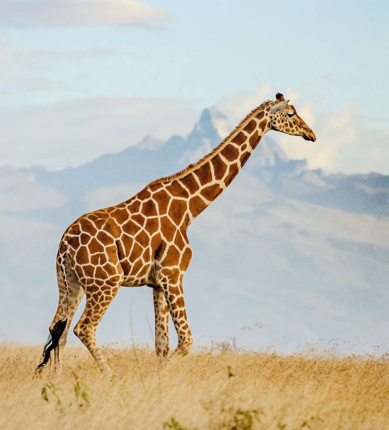 TANZANIA TOURS AND TRAVEL