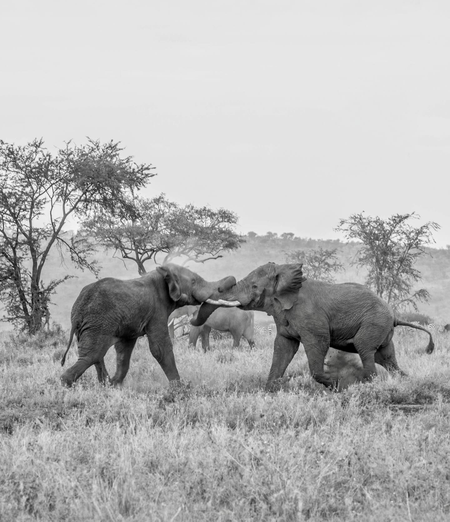 TANZANIA TOURS AND TRAVEL