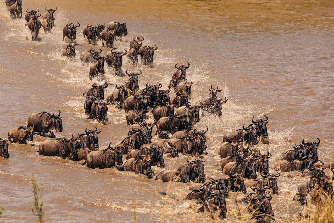 5 Days greatwildebeesmigration