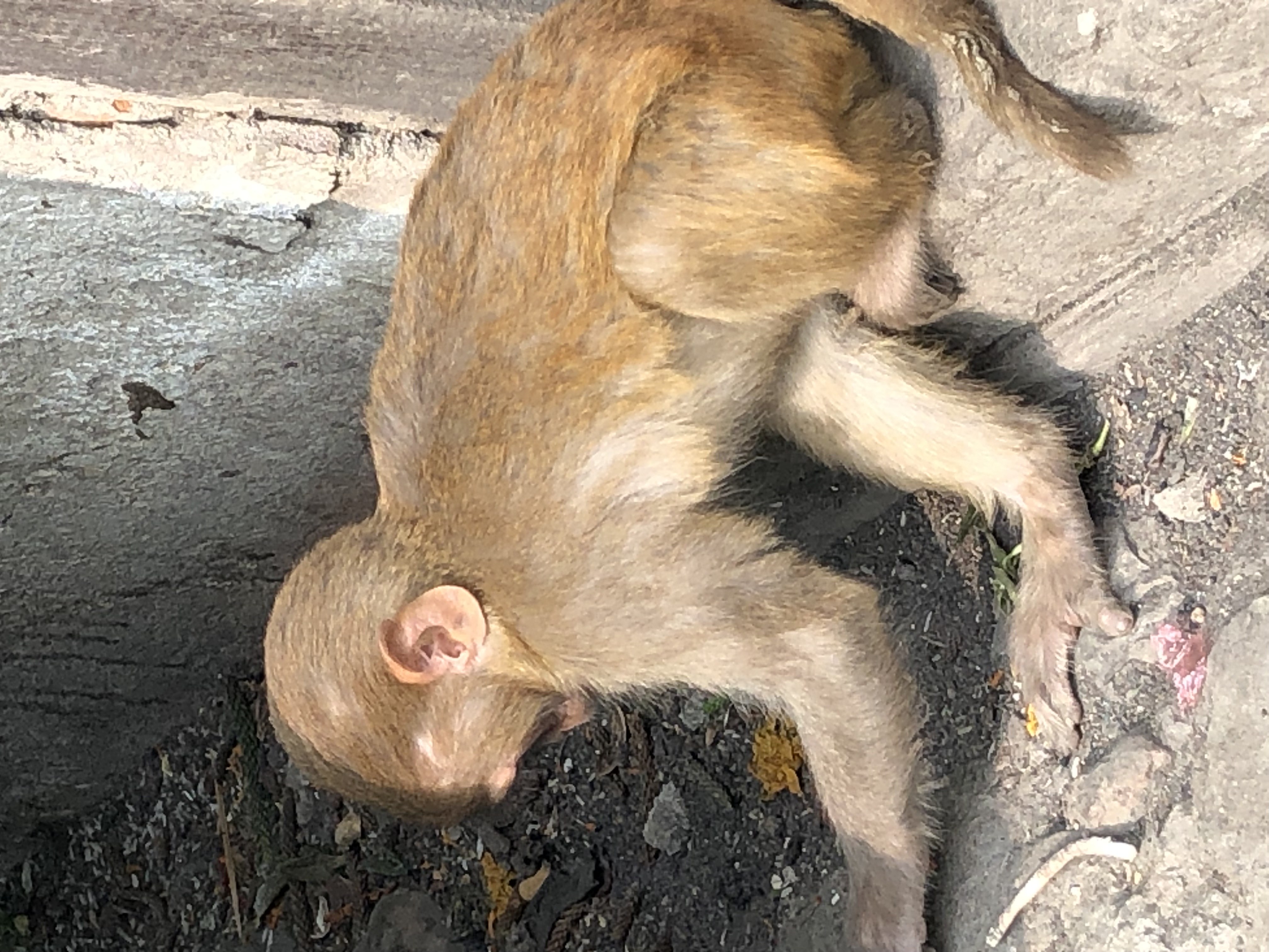 Ishwor Bahadur Dhakal