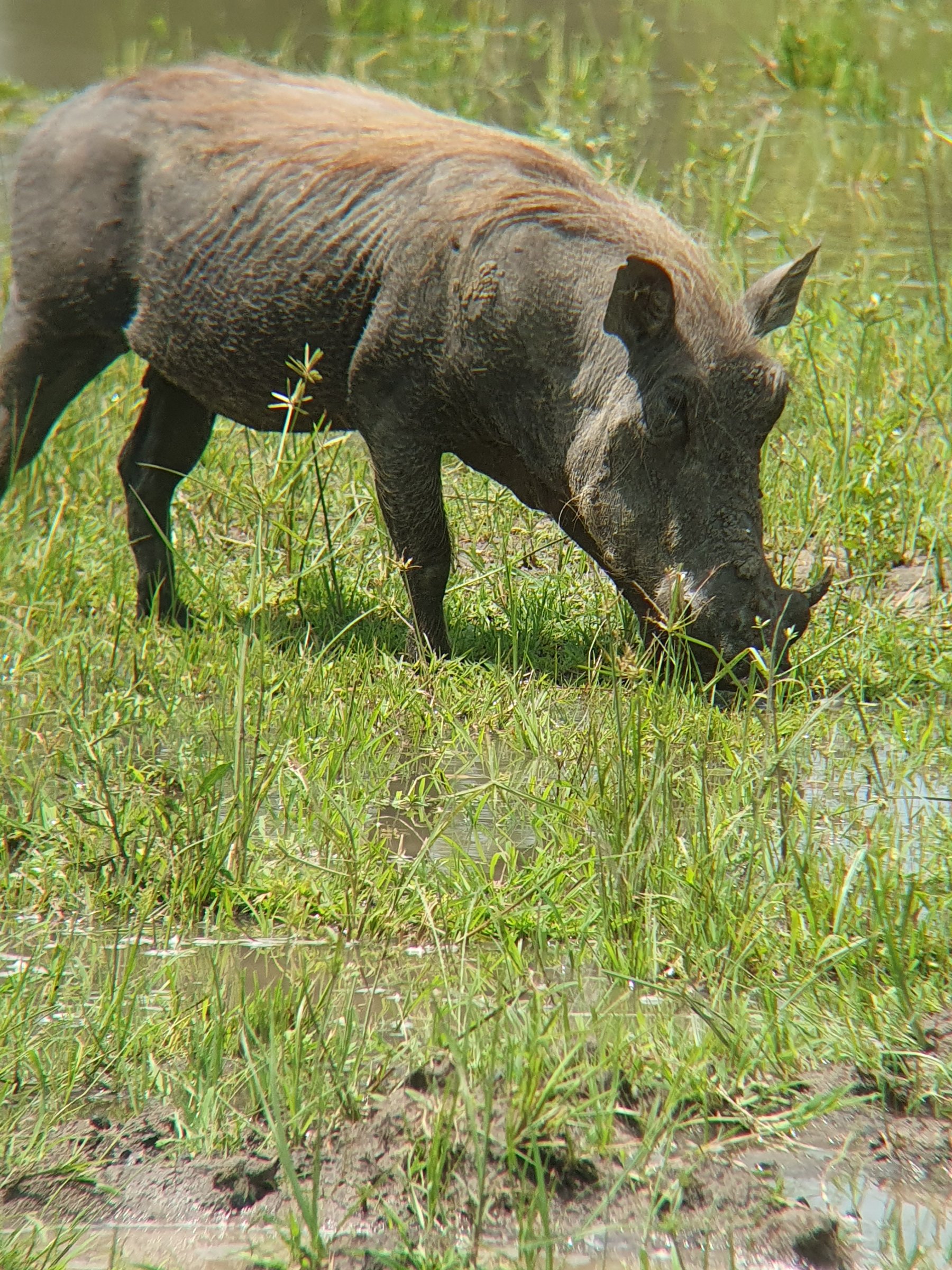 KiliMzwa Tours & Expeditions