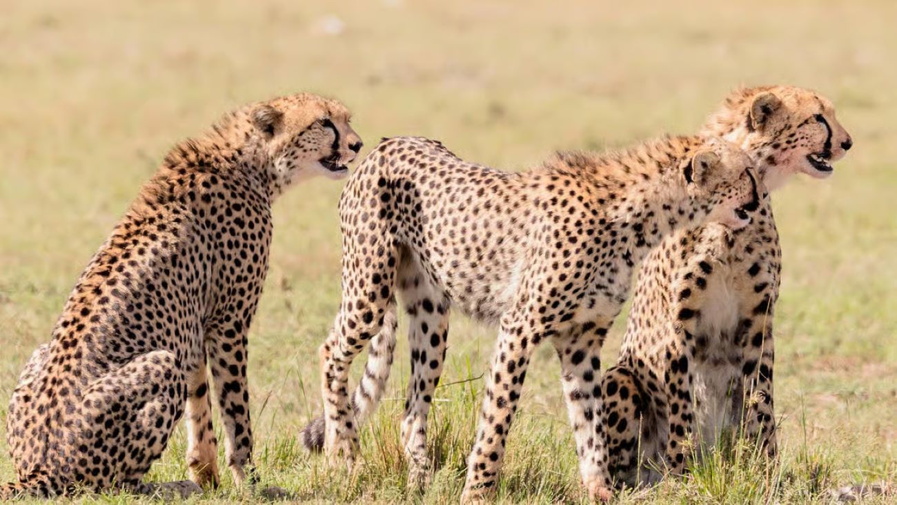 Kenya Safaris & Holidays
