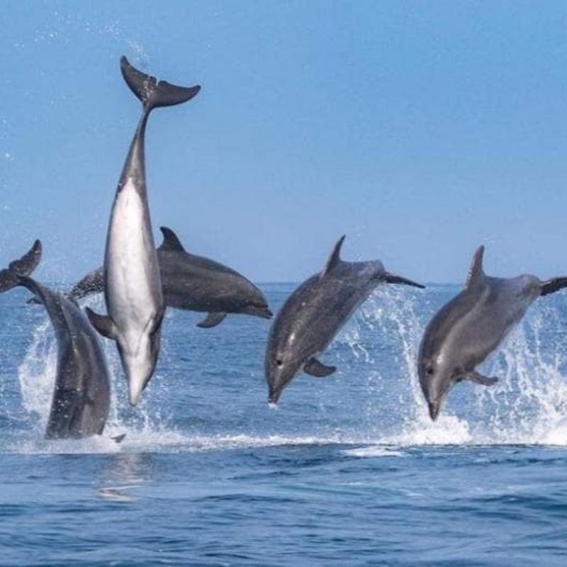 Ample safari tours & transfer