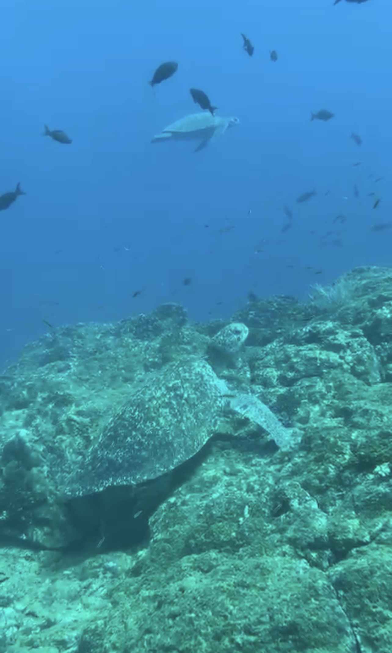 Maria Fernanda Vicente