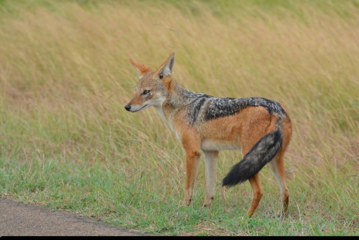 MATLHAVANA SAFARI TOUR