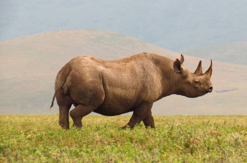 BLACK WILLOW SAFARIS