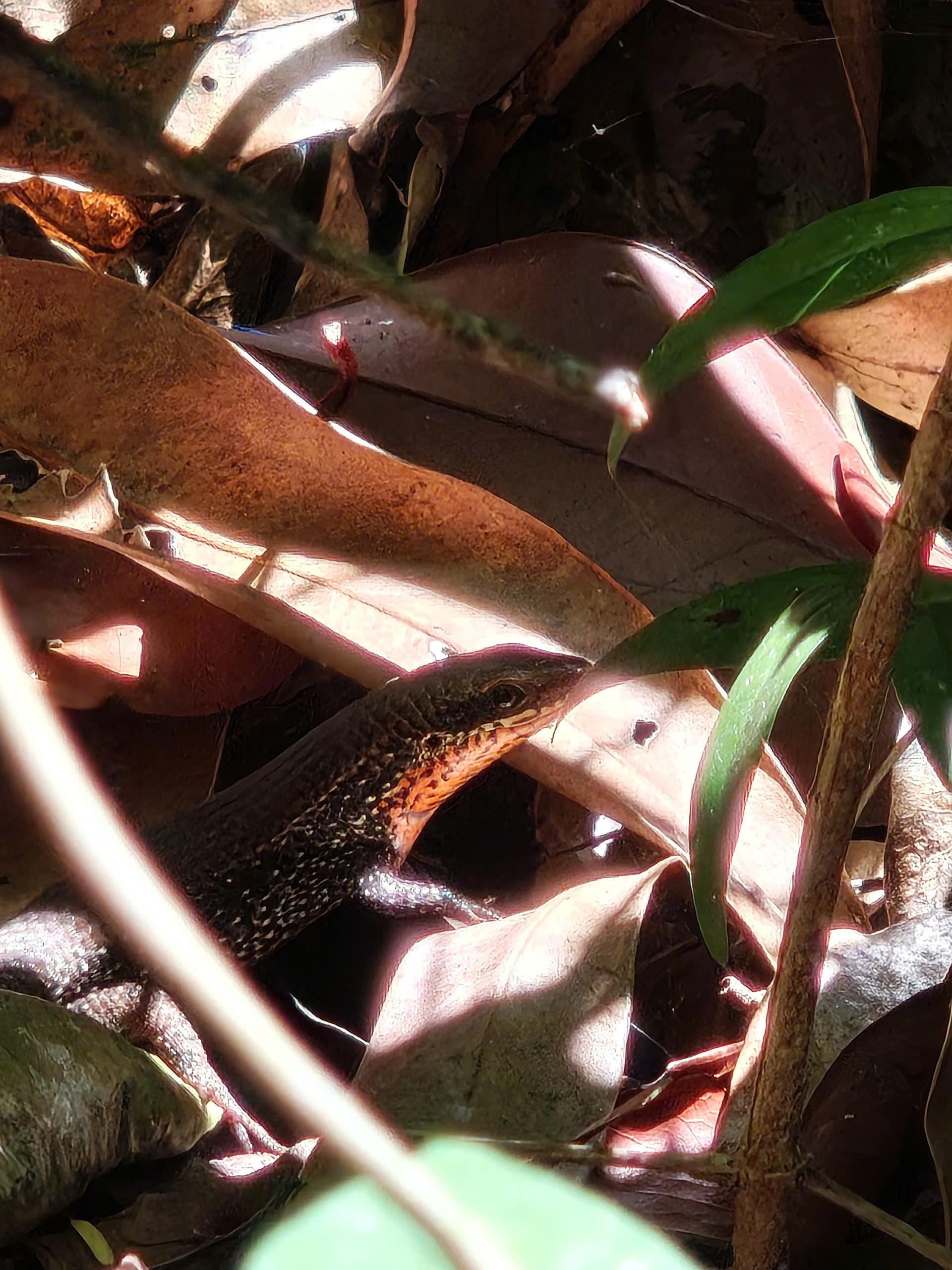VN Bike Tour Phu Quoc