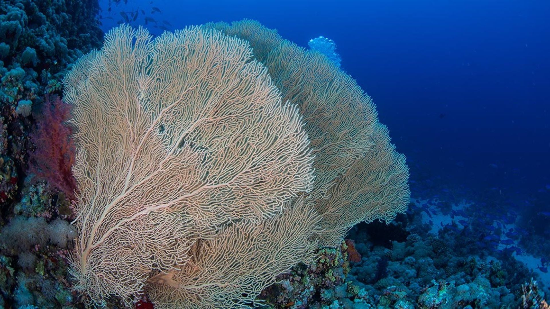 Coral Beach Diving