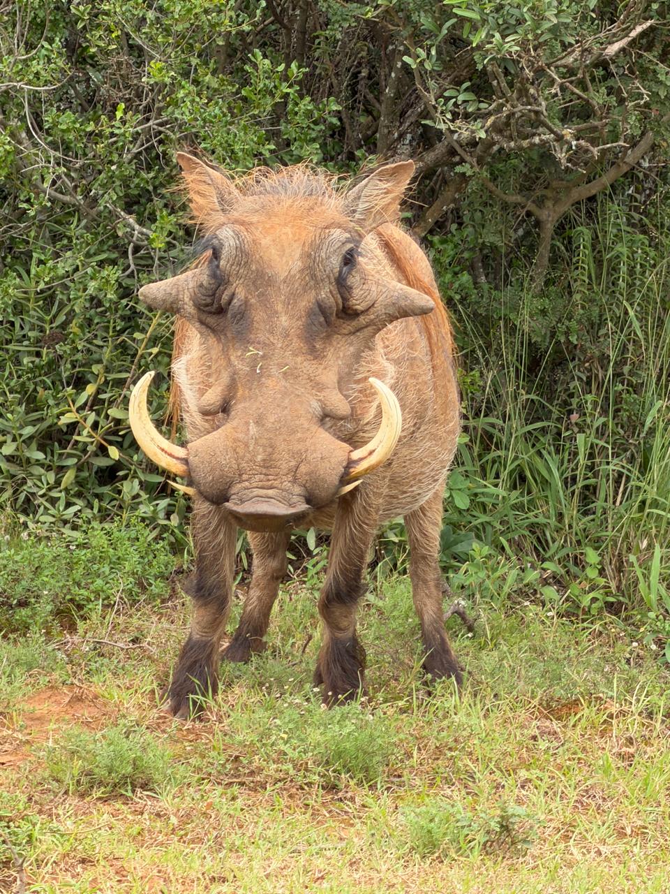 Addo Adventure Tours & Safaris