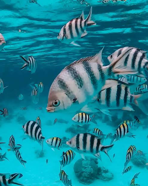 Abdul le meilleur Guide