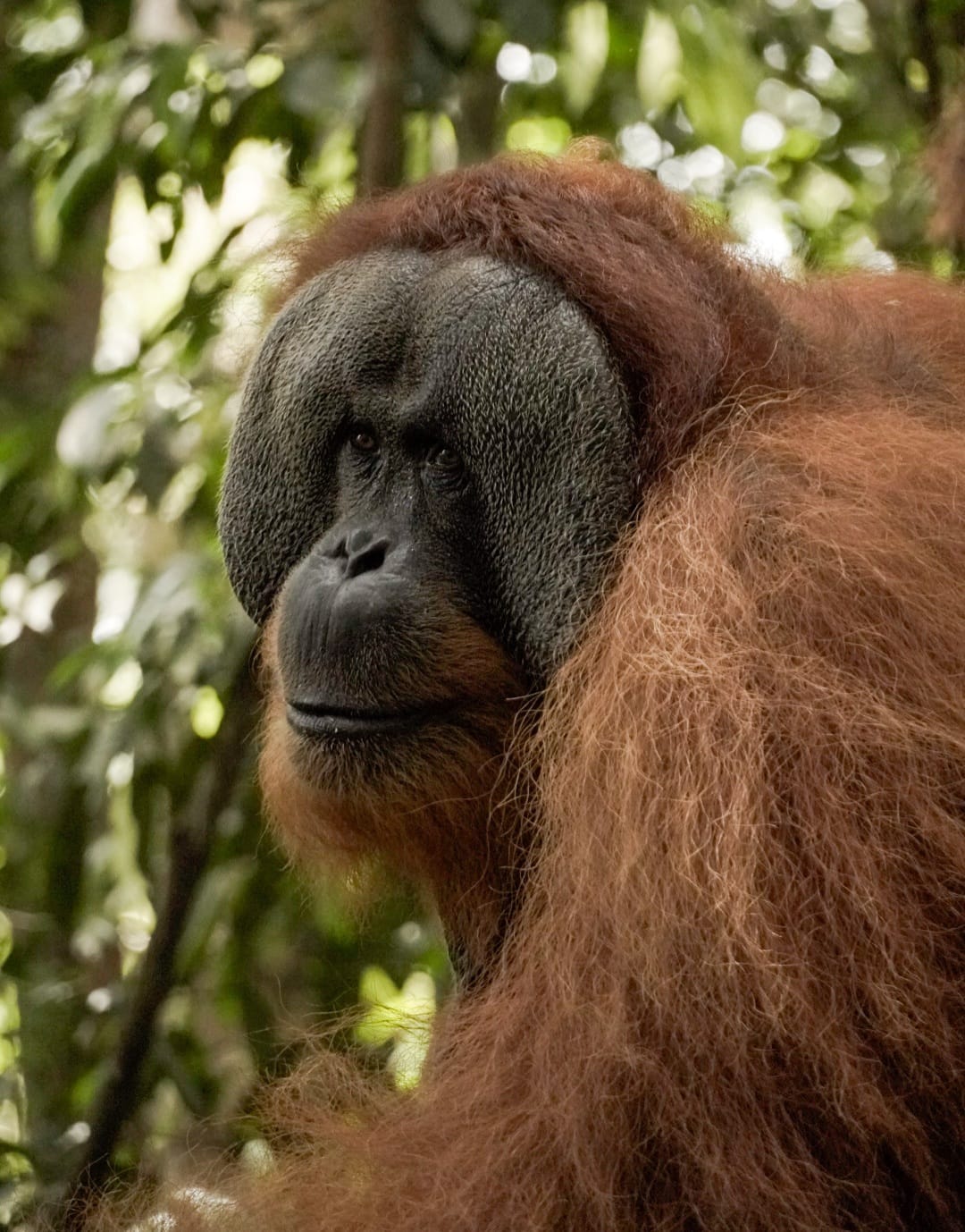 Sumatra Joint Trekking