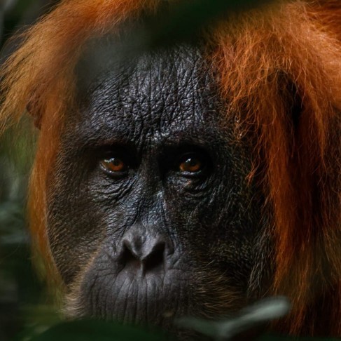 Sumatra Joint Trekking