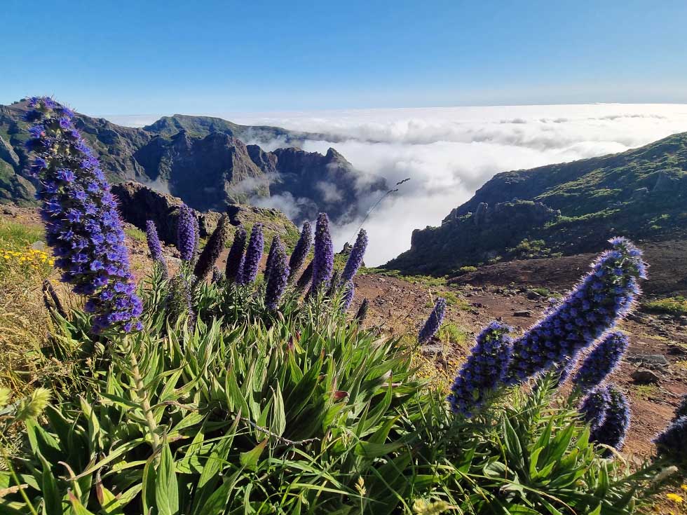 Always Madeira 4x4