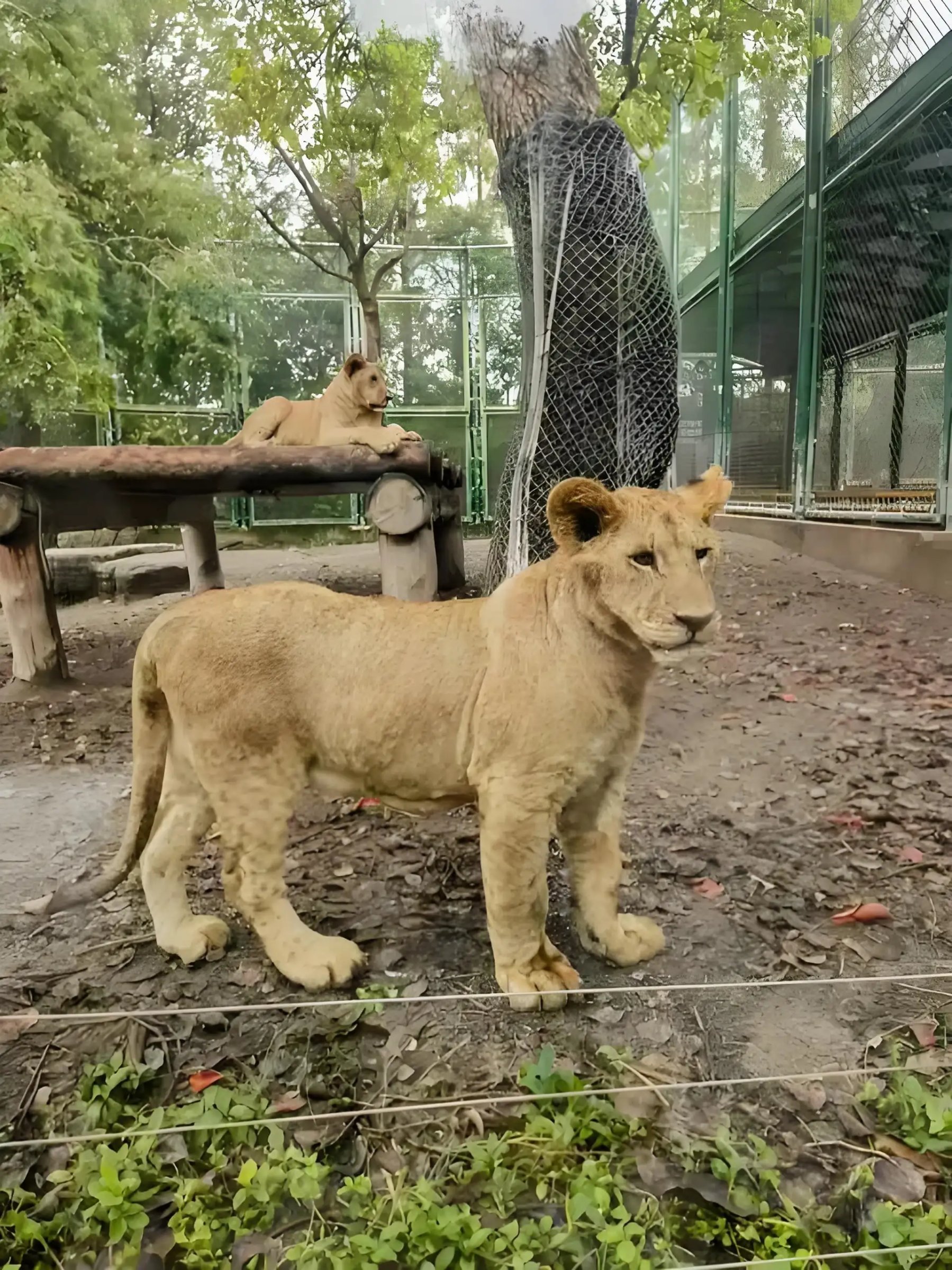 Pinzhiyou International Travel